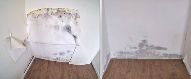 Best Emergency Mold Removal  in Panacea, FL